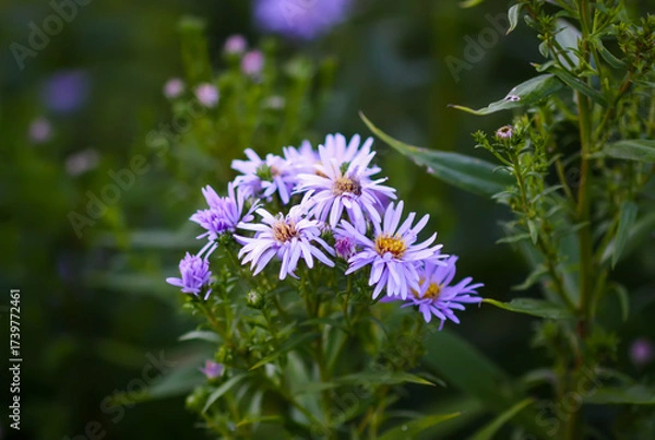 Fototapeta Cluster of violet asters with delicate petals.