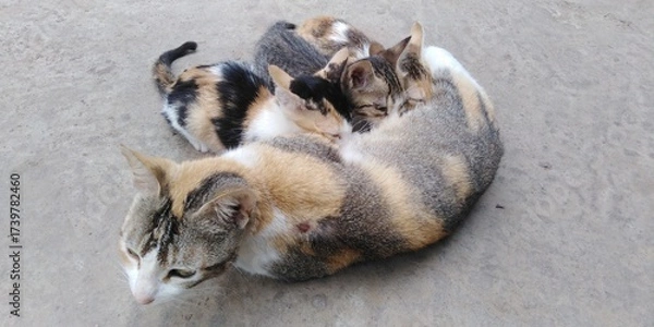 Obraz Mother cat feeding baby cat