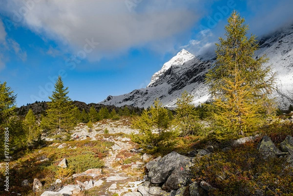 Obraz Alpine forest in the autumn season with Pizzo Scalino on background, Valmalenco, Italy