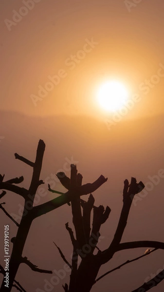 Fototapeta sunset in a spring aternoon near the mountians and a dry brunch in the foreground