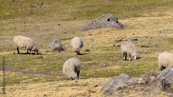 Fototapeta sheep grazing in the wild, in a warm spring morning