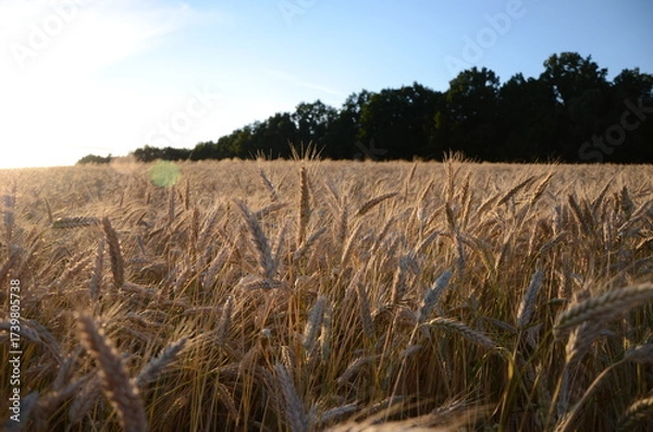 Obraz golden wheat field