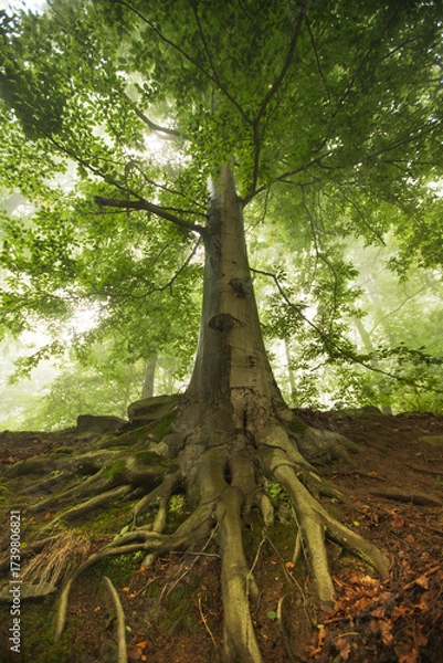 Obraz Odenwald on a foggy morning