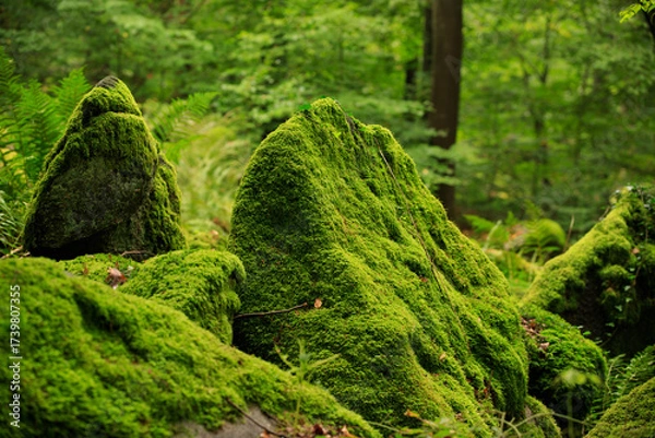 Obraz Odenwald forest in the morning