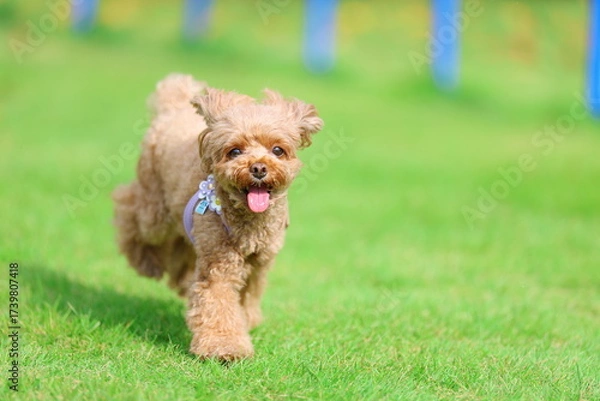 Fototapeta ドッグランで遊んでいるトイ・プードル