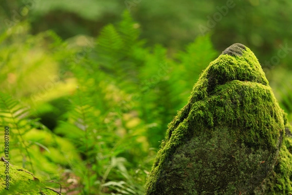 Obraz Odenwald forest in the morning