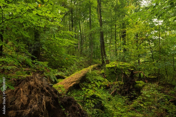Obraz Odenwald forest in the morning