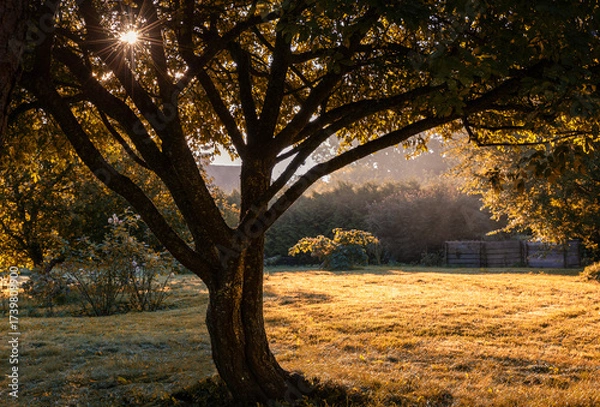 Fototapeta Autumn sunrise in garden with golden rays shining through tree branches, warm seasonal morning landscape with sunlight and mist, natural outdoor background with peaceful fall atmosphere