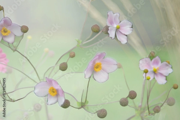 Obraz Blumenwiese im Dunst