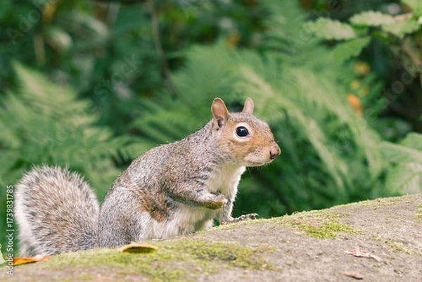 Obraz Squirrel eating a nut