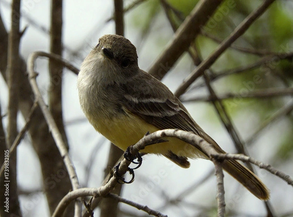 Obraz Eastern Phoebe perched on a branch