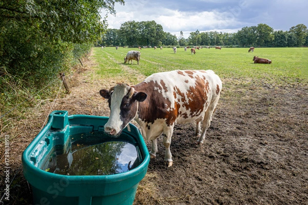 Obraz Typical Dutch image of cows in a meadow surrounded by trees and a cow drinking water from a large water trough