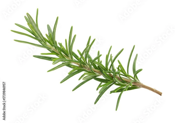 Obraz Isolated fresh rosemary twig, sprig, branch, ingredient for culinary purposes and decoration
