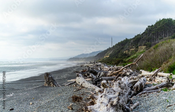 Fototapeta Trunks of trees that fell into the water on the shores