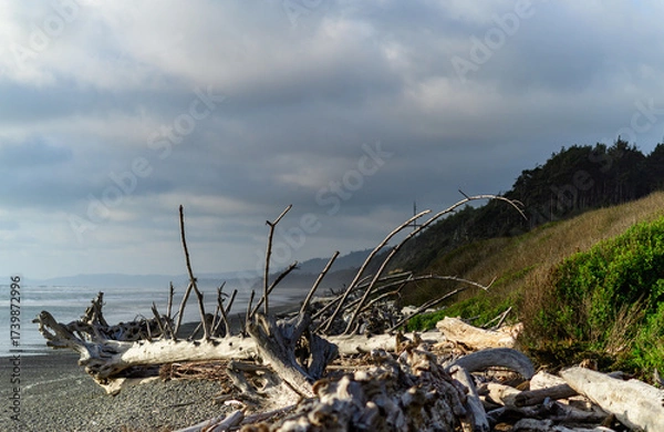 Obraz Trunks of trees that fell into the water on the shores