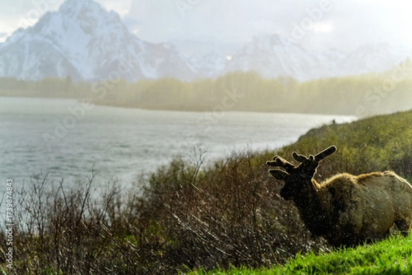 Obraz An elk with large antlers grazes on the side of the road near the river