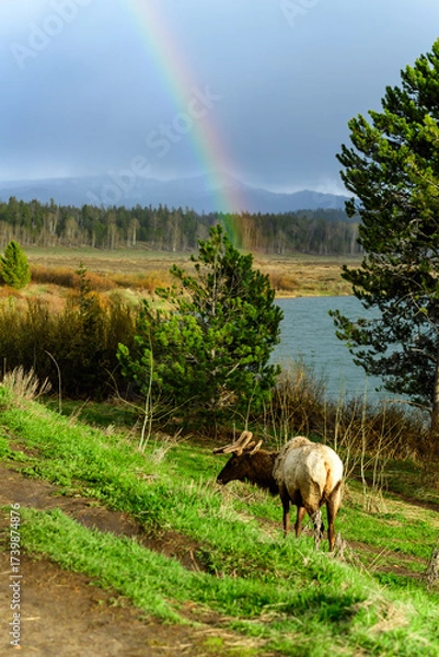 Fototapeta An elk with large antlers grazes on the side of the road near the river