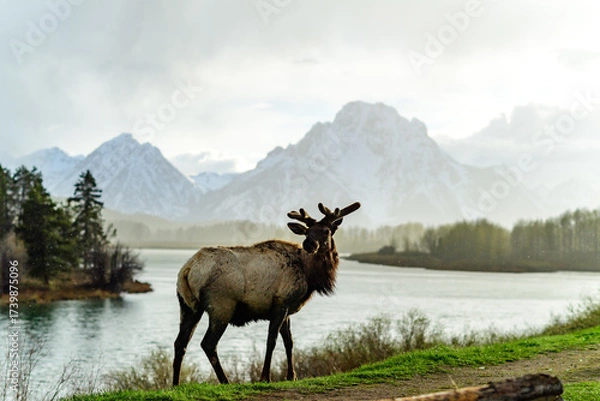 Fototapeta An elk with large antlers grazes on the side of the road near the river