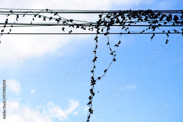 Fototapeta Ivy Vines Climbing Over Power Lines Against a Clear Blue Sky