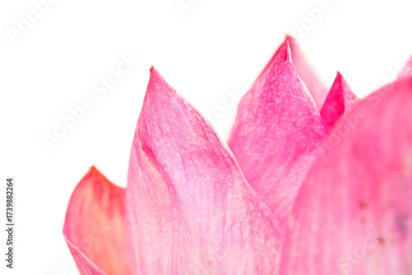 Fototapeta Delicate Pink Petals of a Water Lily Close-Up with Soft Focus
