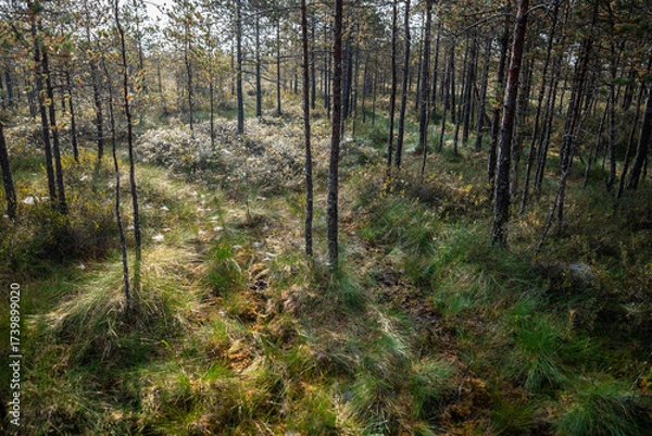 Fototapeta Autumn sunrise on a raised peat bog. Morning in a swampy pine forest with sunlight and cobweb on the grass, above view. Swamp in fall season