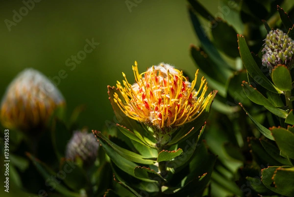 Fototapeta An African Protea in a garden
