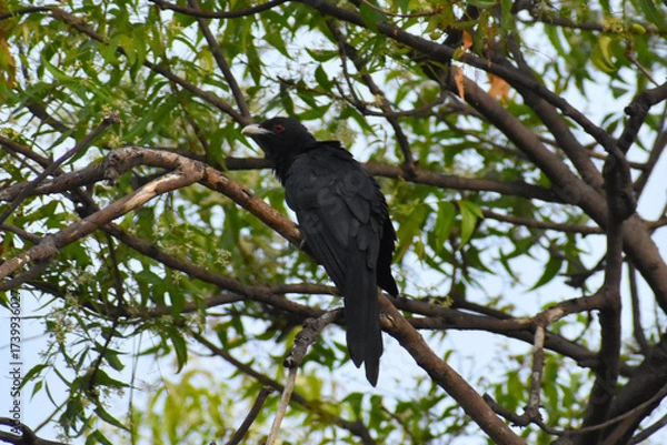 Obraz crow on a tree