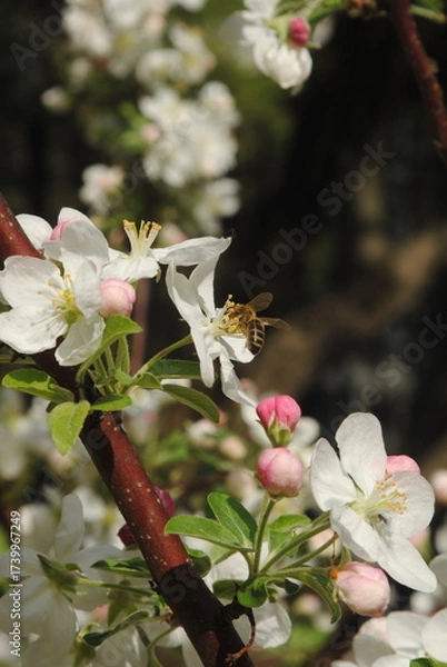 Obraz cherry tree blossom
