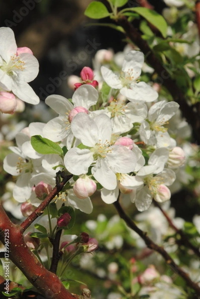 Obraz blooming apple tree
