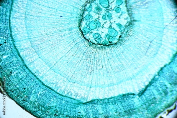 Obraz Zdjęcie mikroskopowe. Komórki roślinne. Łodyga drzewiastej rośliny dwuliściennej - przekrój poprzeczny. Powiększenie 40x.