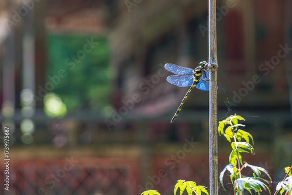 Fototapeta 奈良 談山神社 境内で羽を休める蜻蛉