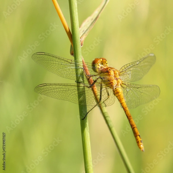Obraz Newly emerged vagrant darter (dragonfly) on a meadow