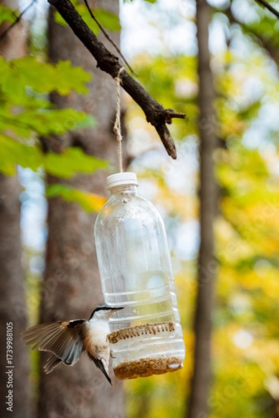 Fototapeta A beautiful bird feeder can be seen hanging gracefully from a tree branch, set against the stunning backdrop of a forest environment, where nature thrives in its colorful autumn splendor
