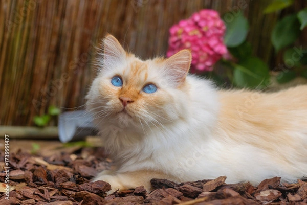 Obraz Birman cat with beautiful blue eyes lying in front of pink hydrangeas in a garden 