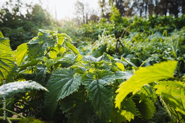 Fototapeta Vibrant Green Nettles are gracefully thriving in a sunlit and picturesque forest setting, showcasing the richness of the ecosystem within the countrysides lush greenery and tranquil atmosphere