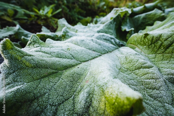 Fototapeta A closeup view of a frosted green leaf in a beautiful garden, showcasing the intricate details and textures that highlight the stunning aspects of nature and the flourishing environment around it