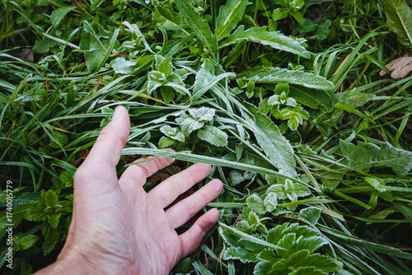 Fototapeta A hand reaches out to touch the dewkissed greenery amidst a lush grass setting, evoking a sense of tranquility and connection to nature, emphasizing the beauty of the organic outdoor environment
