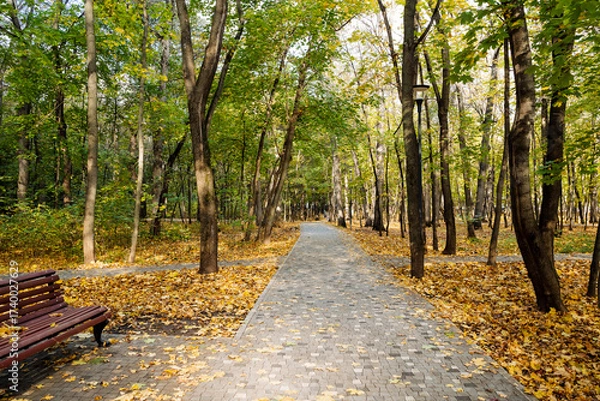 Fototapeta A serene autumn walkway, lined with vibrant trees and a soft carpet of fallen leaves, invites all to enjoy a relaxing stroll through natures stunning seasonal display that rejuvenates the spirit