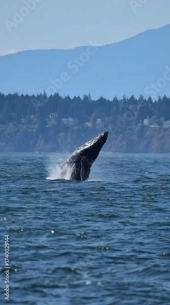 Fototapeta A humpback whale breaches the water's surface, its dark body creating a splash against the blue ocean. Mountains and shoreline are in the background.