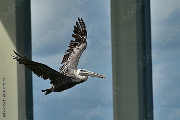 Obraz A pelican soars under a Florida Bridge