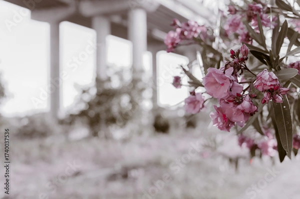 Fototapeta primavera