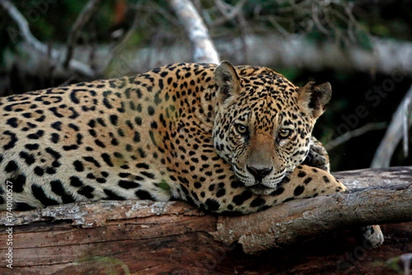 Fototapeta Jaguar in the Pantanal