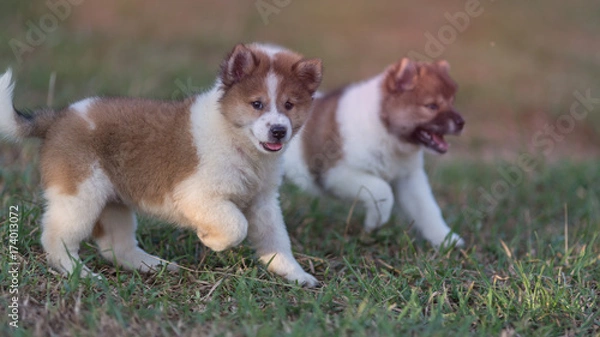 Fototapeta Dogs(Bangkaew) are running, eating, and in a basket at the lawn.