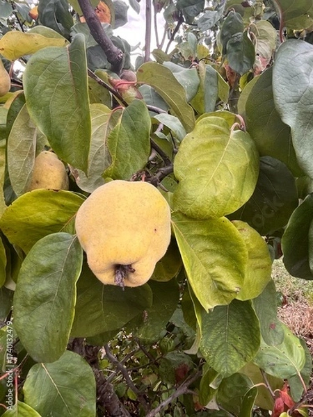 Fototapeta Branch of tree with ripe fruits of quince and leaves
