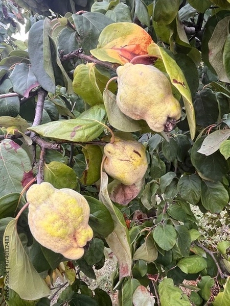 Fototapeta Branch of tree with ripe fruits of quince and leaves