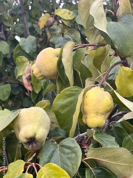 Fototapeta Branch of tree with ripe fruits of quince and leaves