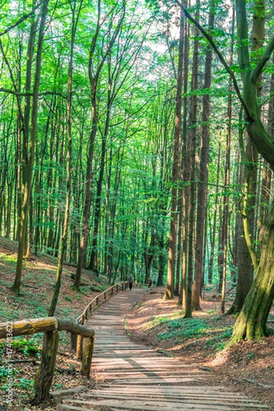 Fototapeta Waldweg, Sächsische Schweiz