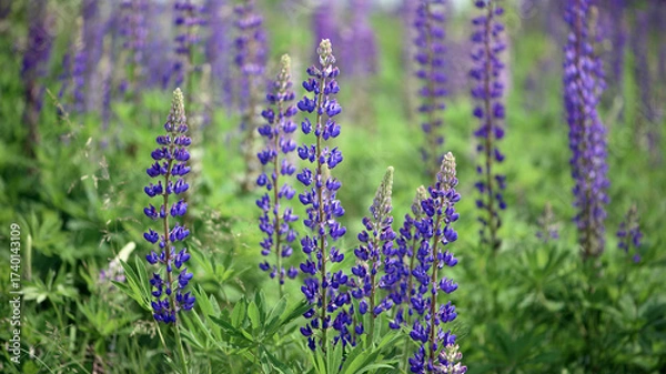 Fototapeta Blooming lupine flower. Lupine, a field of lupine with pink purple and blue flowers. Bouquet of lupines summer floral background. Lupine field. Purple spring and summer flower