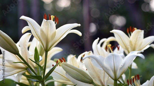 Fototapeta Lilium. white lily field. beautiful lily flower, close-up. delicate white lilies in the garden, in the flowerbed. floral background. blurred green natural background. summer garden