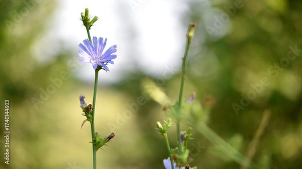 Fototapeta Chicory. beautiful meadow flower. Blue common chicory flower isolated on light blurred natural background. delicate blue wildflower close-up. nature macro photo. space for text. soft focus